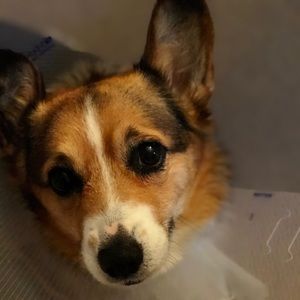 Meet your Posher, Lee ann